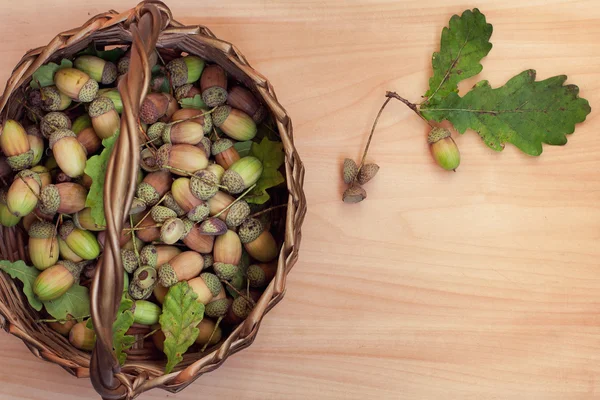 Cesta con bellotas — Foto de Stock