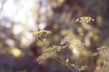 Işık için bitki ulaşır