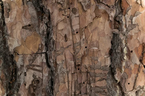 La madera de fondo — Foto de Stock