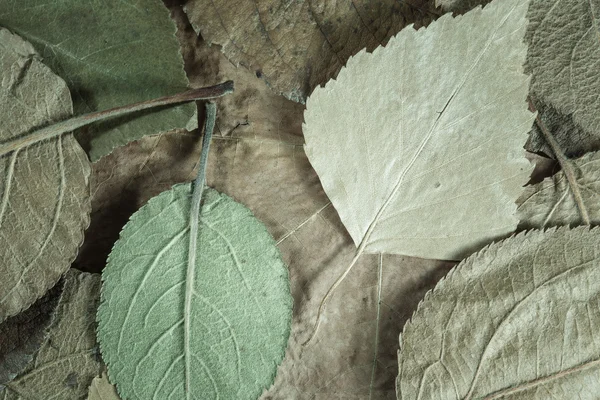 Background of leaves — Stock Photo, Image