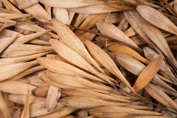 Fondo de hojas — Foto de Stock