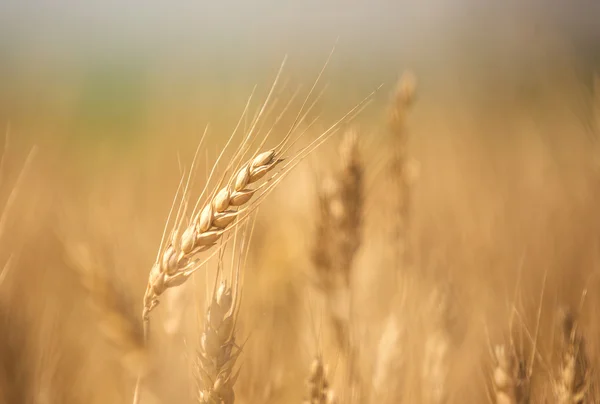 Dojrzałe żyta na polu Obraz Stockowy