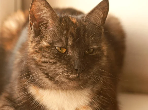 Kumral bir kedi yalan söyler.