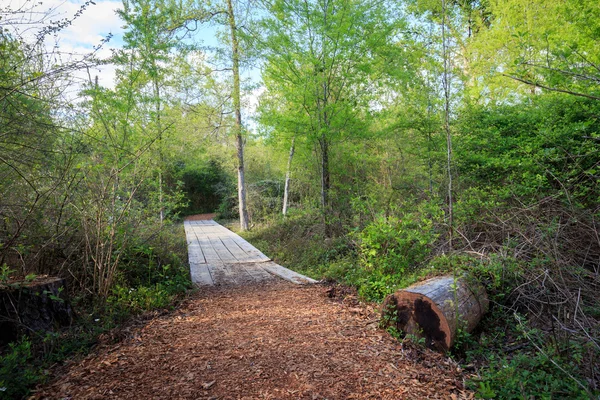 Лес с видом на природу Хьюстонского дендрария — стоковое фото