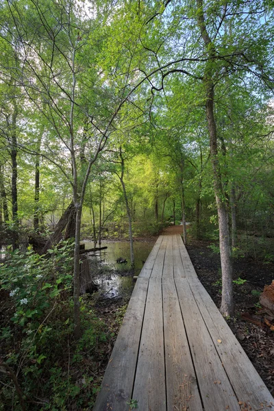 Лес с видом на природу Хьюстонского дендрария — стоковое фото