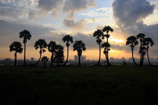 stock image Colorful sunrise landscape with silhouettes of palm trees on Cha