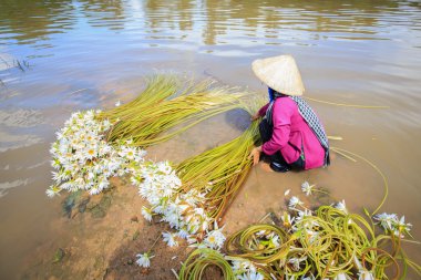 Nilüfer çiçekleri (Nymphaea) Satılık rulo hazır. Bu