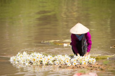 Nilüfer çiçekleri (Nymphaea) Satılık rulo hazır. Bu
