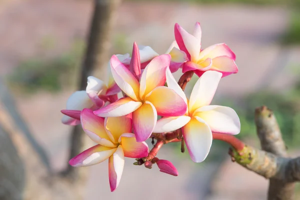 Taze pembe plumeria çiçek plumeria ağaç üzerinde — Stok fotoğraf