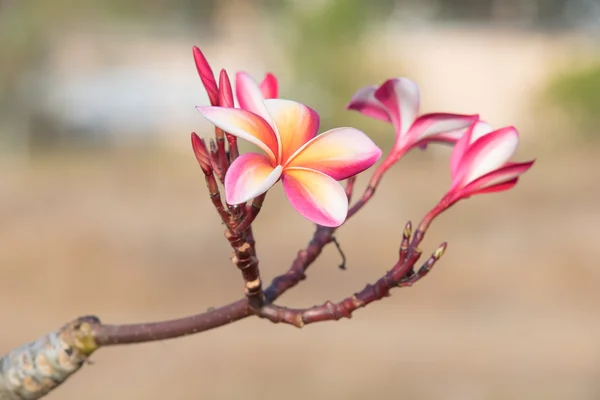 Färsk rosa plumeria blommor på plumeria träd — Stockfoto