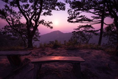 Çam ağacı batımında silüeti