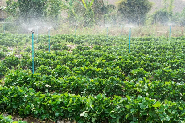 Water spray on strawberry plants — Stock Photo, Image
