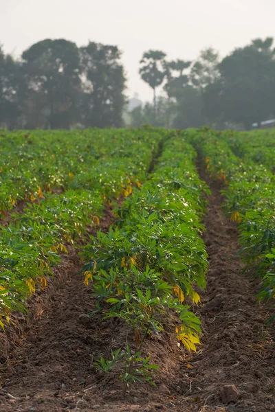 Row of cassava plantation — Stock Photo, Image