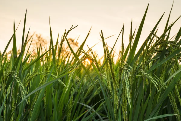 Grüne Reisohr im Reisfeld bei Sonnenuntergang — Stockfoto