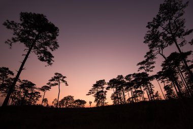 Çam ağacı batımında silüeti