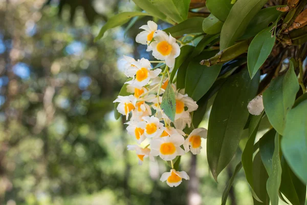 Dendrobium palpebrae Lindl orchidea fiore — Foto Stock