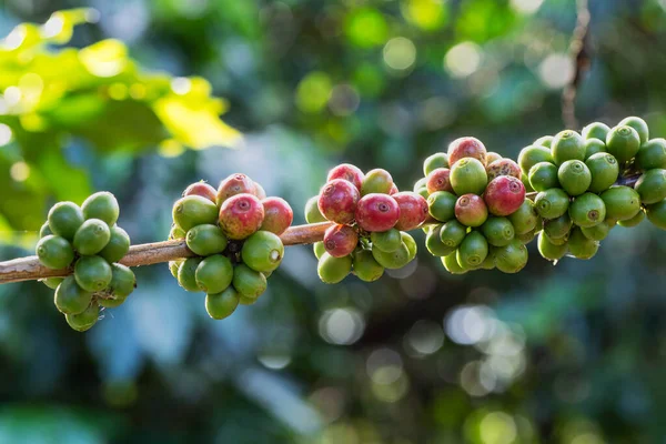 Zbliżenie Świeżej Arabskiej Jagody Kawy Dojrzewającej Drzewie Plantacji Rolnej — Zdjęcie stockowe