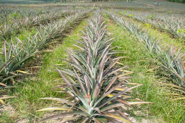 Rows of pineapple fruit (ananas comosus) — Stock Photo, Image