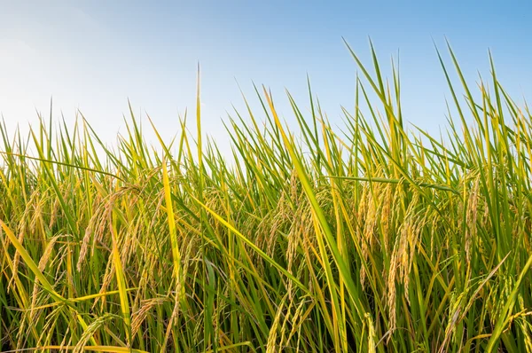Reisfeld vor der Ernte unter blauem Himmel — Stockfoto