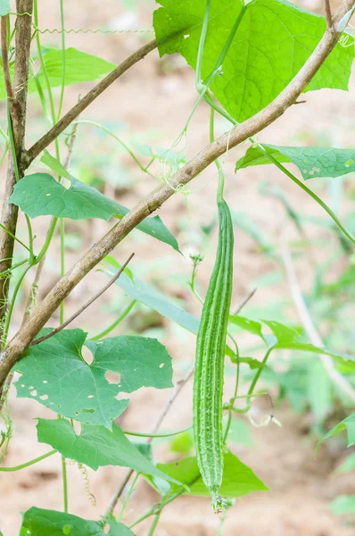 Angled gourd hanging on tree — Stock Photo, Image