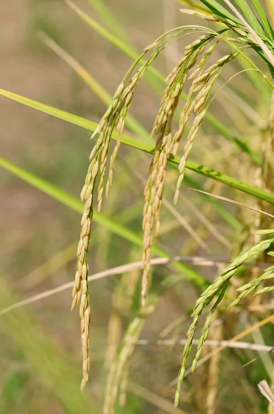 Espiga de arroz antes da colheita — Fotografia de Stock