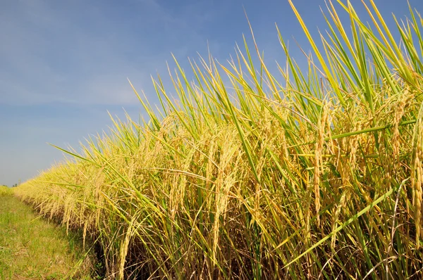 Campo de arroz antes da colheita sob o céu azul — Fotografia de Stock