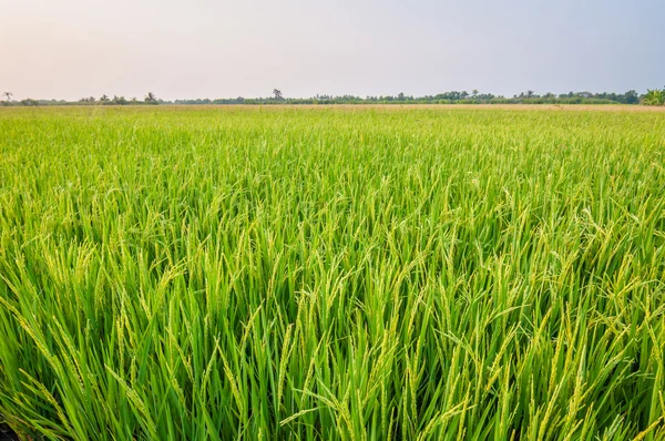 Green ear of rice in paddy rice field — Stock Photo, Image