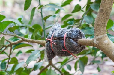 Tatlı limon ağacı dalı Bahçe üzerinde greft