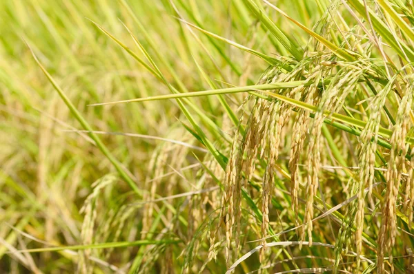 Rijst veld vóór oogst — Stockfoto