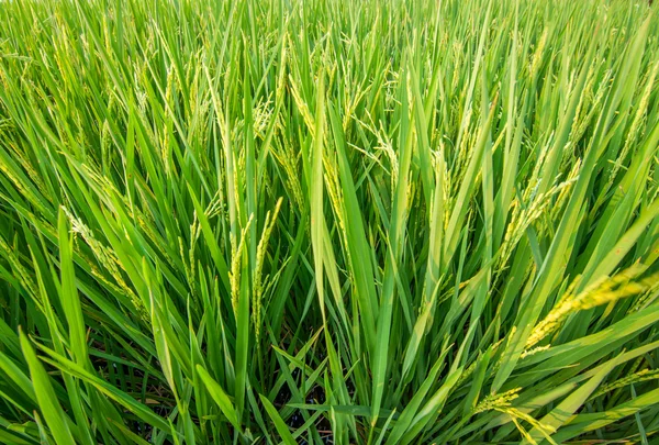 Green ear of rice in paddy rice field — Stock Photo, Image