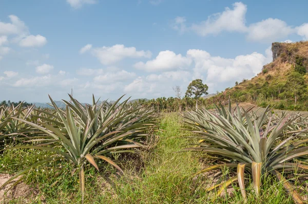 Pineapple fruit (ananas comosus) growing under blue sky — Stock Photo, Image