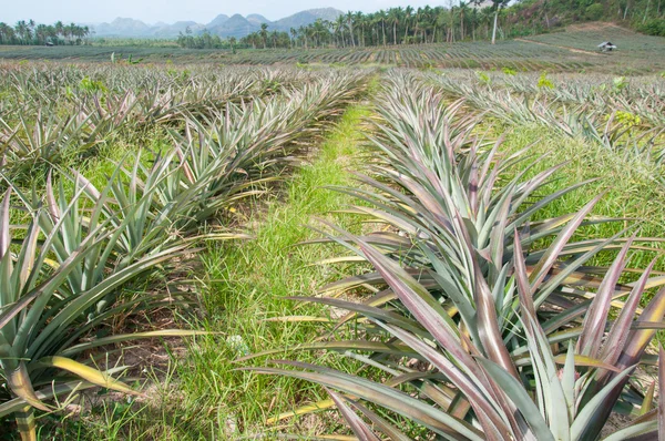 Rows of pineapple fruit (ananas comosus) — Stock Photo, Image