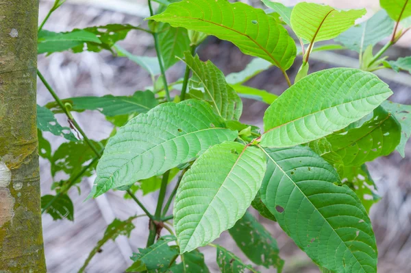 Mitragyna speciosa korth (kratom) a drug from plant — Stock Photo, Image