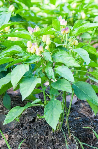 Chili peppers growing in the garden — Stock Photo, Image