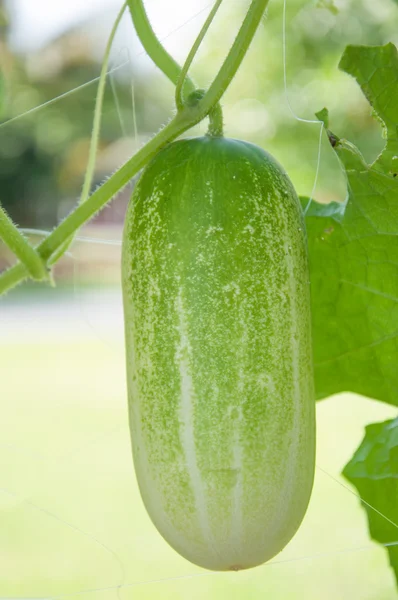 Green cucumber on tree — Stock Photo, Image