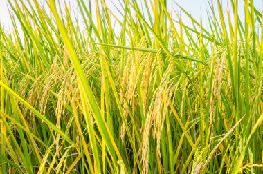 daha önce hasat pirinç alan