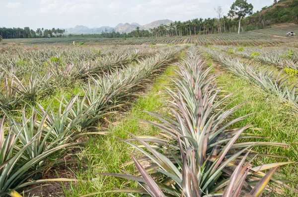 Rows of pineapple fruit (ananas comosus) — Stock Photo, Image