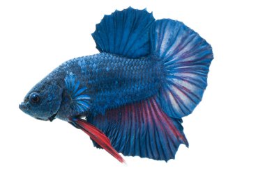 Beyaz arka plan üzerinde izole güzel betta splendens