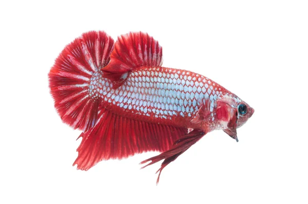 Hermosa betta splendens aislado sobre fondo blanco —  Fotos de Stock