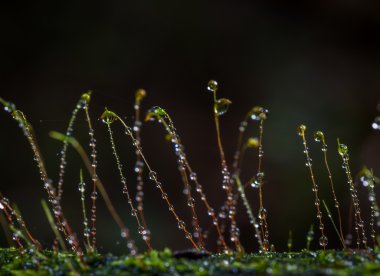 çiğ closeup yosun ormanda düşer