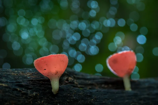 Cogumelos copo vermelho cogumelo ou champanhe cogumelos — Fotografia de Stock