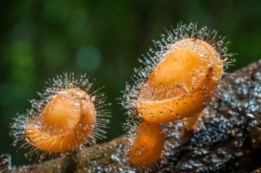 mantar cookeina tricholoma ve doğal su damla