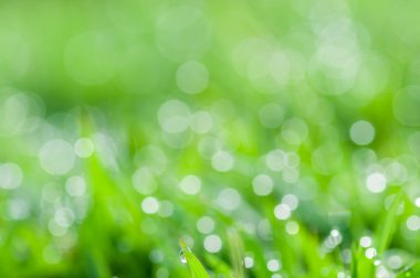 ufuk taze yeşil doğal arka plan