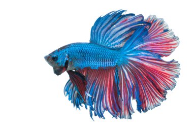 Beyaz arka plan üzerinde izole güzel betta splendens