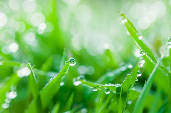 Grama verde fresca com gotas de orvalho fundo natural — Fotografia de Stock