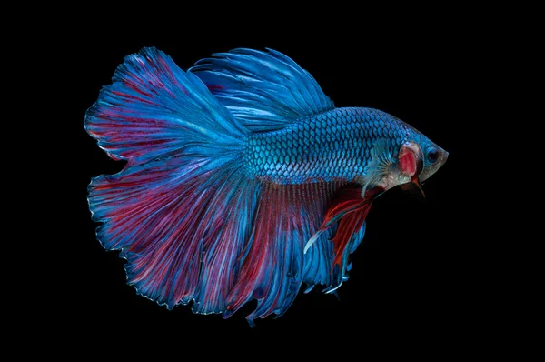 Schöne betta splendens isoliert auf schwarzem Hintergrund — Stockfoto