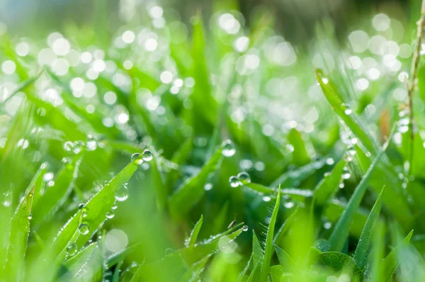 Grama verde fresca com gotas de orvalho fundo natural — Fotografia de Stock