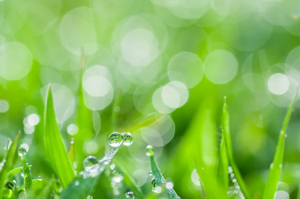 Grama verde fresca com gotas de orvalho fundo natural — Fotografia de Stock