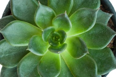 kalanşoy blossfeldiana yakın çekim 