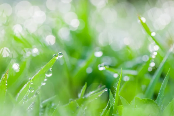 Grama verde fresca com gotas de orvalho fundo natural — Fotografia de Stock